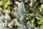 5du13748 - Cistus albidus