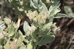 5du13752 - Cistus albidus