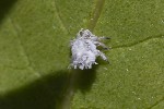 5du13764 - Euphyllura phillyreae