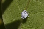 5du13769 - Euphyllura phillyreae