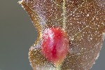 5du13771 - Plagiotrochus australis