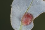 5du13778 - Plagiotrochus australis
