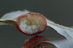 5du13781 - Plagiotrochus australis