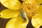 5du13808 - Closterotomus norwegicus