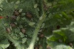 5du13820 - Aphis umbrella