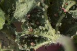 5du13830 - Aphis umbrella