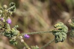 5du13840 - Aphis umbrella