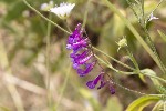 5du13948 - Vicia eriocarpa