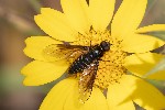 5du14001 - Lomatia sp.