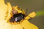 5du14024 - Deraeocoris ribauti