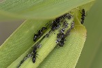 5du14041 - Melanaphis donacis