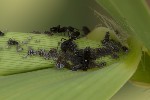 5du14059 - Melanaphis donacis