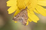 5du14078 - Pyrausta despicata