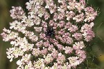 5du14219 - Daucus carota