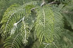 5du14288 - Acacia dealbata