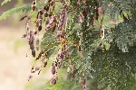 5du14290 - Acacia dealbata
