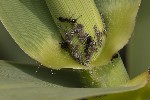 5du14331 - Melanaphis donacis