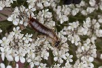 5du14373 - Forficulinae