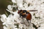 5du14393 - Gymnosoma rotundatum