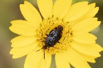 5du14405 - Deraeocoris ruber