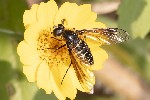 5du14433 - Lomatia sp.