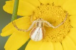 5du14469 - Runcinia grammica