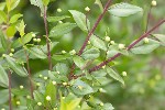 5du14492 - Myrtus communis