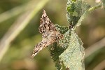 5du14506 - Carcharodus alceae
