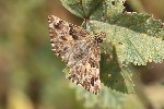 5du14511 - Carcharodus alceae