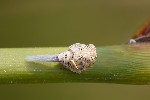 5du14531 - Issus coleoptratus