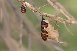 5du14767 - Lymantria dispar