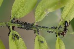2025-06-08 - 5du14824 - Bormes-les-Mimosas (83230)