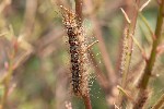 5du14877 - Lymantria dispar