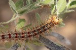 5du14881 - Lymantria dispar