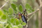 5du14909 - Barbitistes fischeri