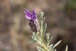 2025-06-08 - 5du14922 - Bormes-les-Mimosas (83230)