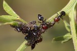 5du14937 - Aphis cytisorum sarothamni