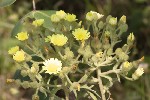 2025-06-08 - 5du15006 - Bormes-les-Mimosas (83230)