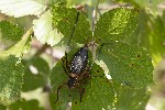5du15032 - Barbitistes fischeri