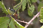 5du15038 - Barbitistes fischeri