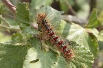 5du15049 - Lymantria dispar