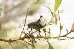 5du15065 - Barbitistes fischeri