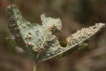 5du15102 - Puccinia malvacearum
