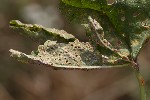 5du15107 - Puccinia malvacearum