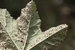5du15117 - Puccinia malvacearum