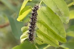 5du15134 - Lymantria dispar