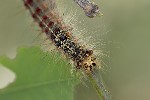 5du15169 - Lymantria dispar