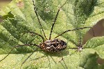5du15210 - Phalangium opilio