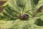 5du15216 - Phalangium opilio