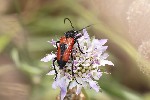 5du15222 - Stictoleptura cordigera